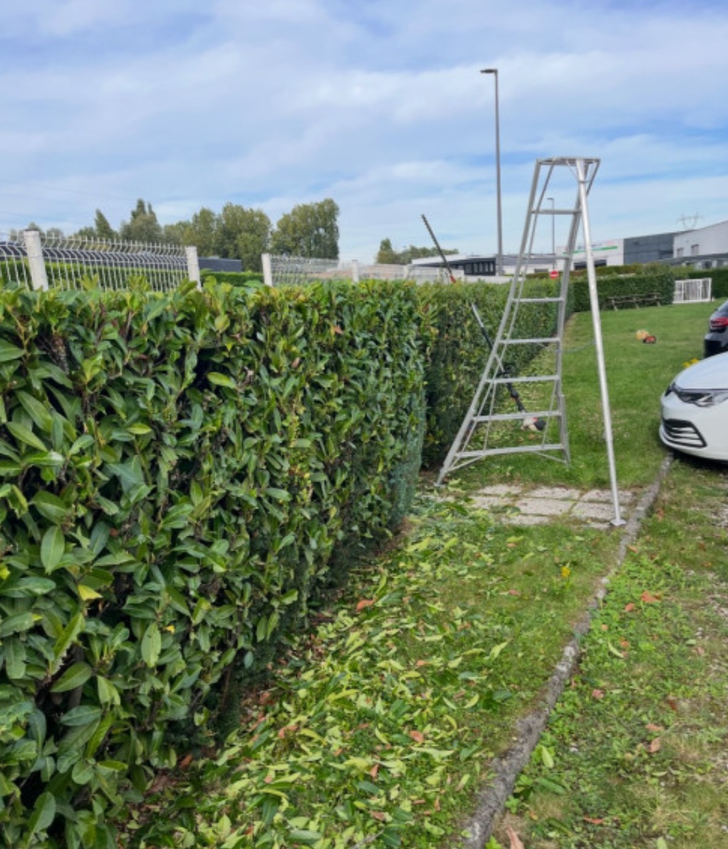 Taille de haies à Tourcoing par GD Jardins