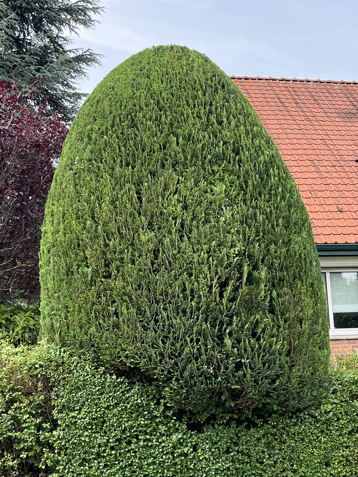 Taille de haies — chantier GD Jardins